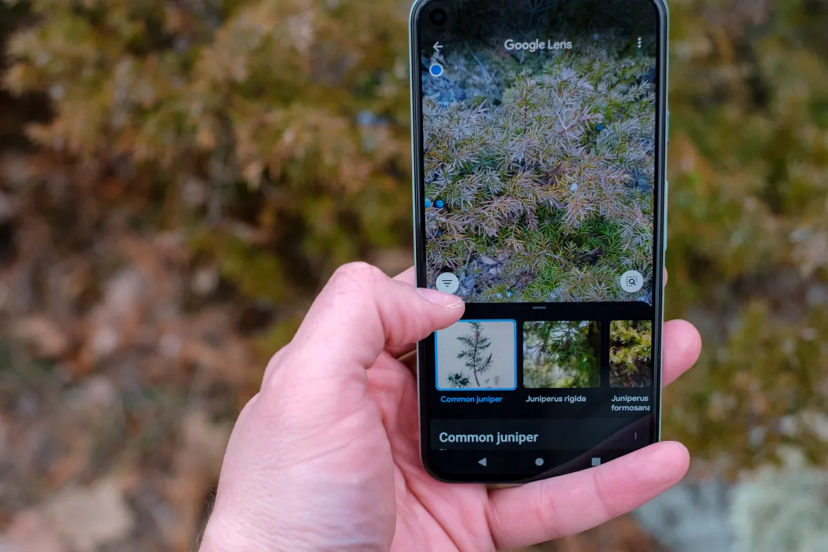 Jak zrobić dobre zdjęcie rośliny do identyfikacji
