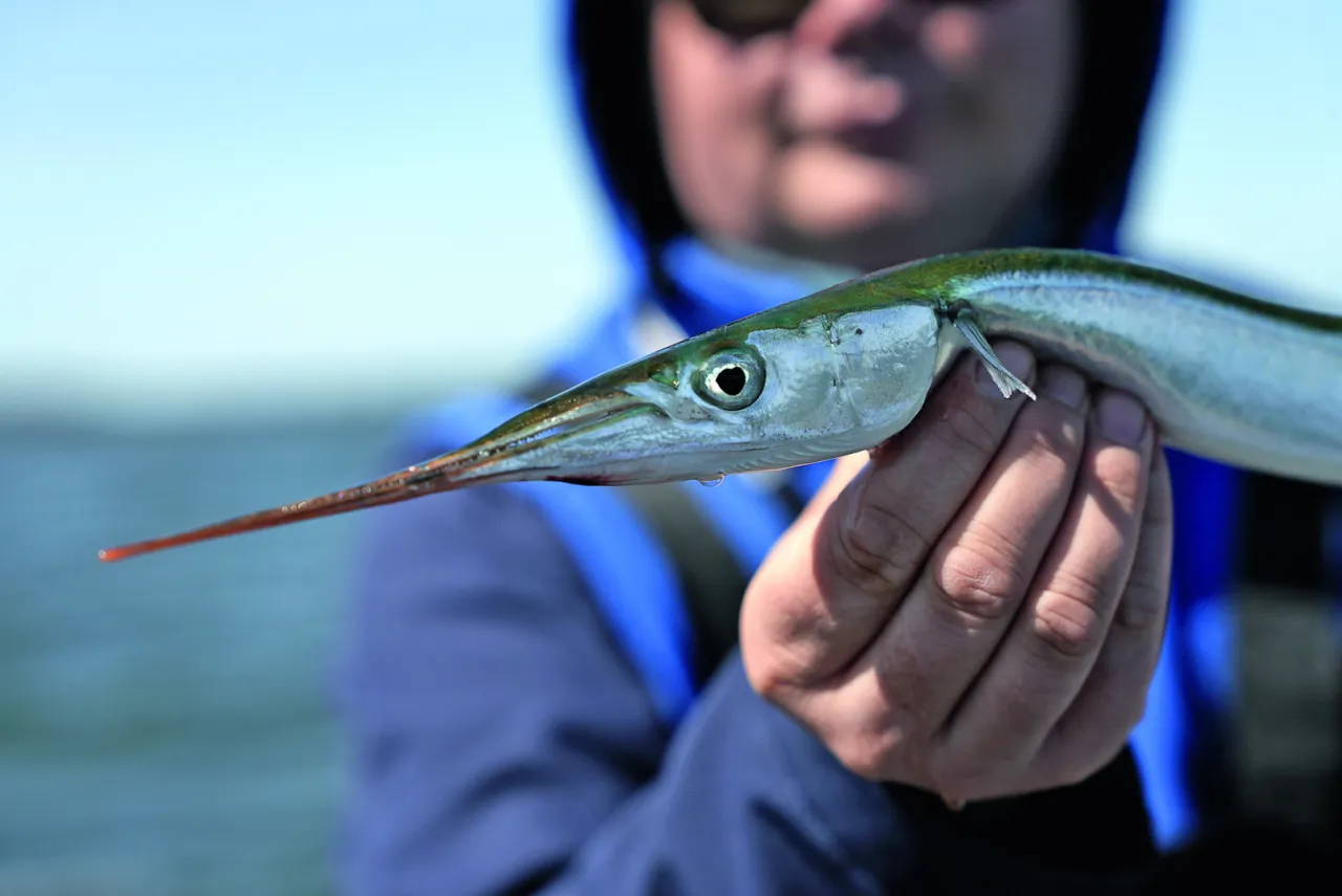 Długa, srebrzysta ryba z charakterystycznym dziobem, idealna przynęta na belony, trzymana w dłoni wędkarza.