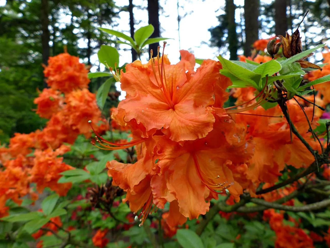 Arboretum Rog&oacute;w wiosna azalie r&oacute;żaneczniki