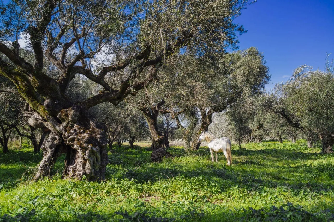 Grecja gaje oliwne i butelki oliwy
