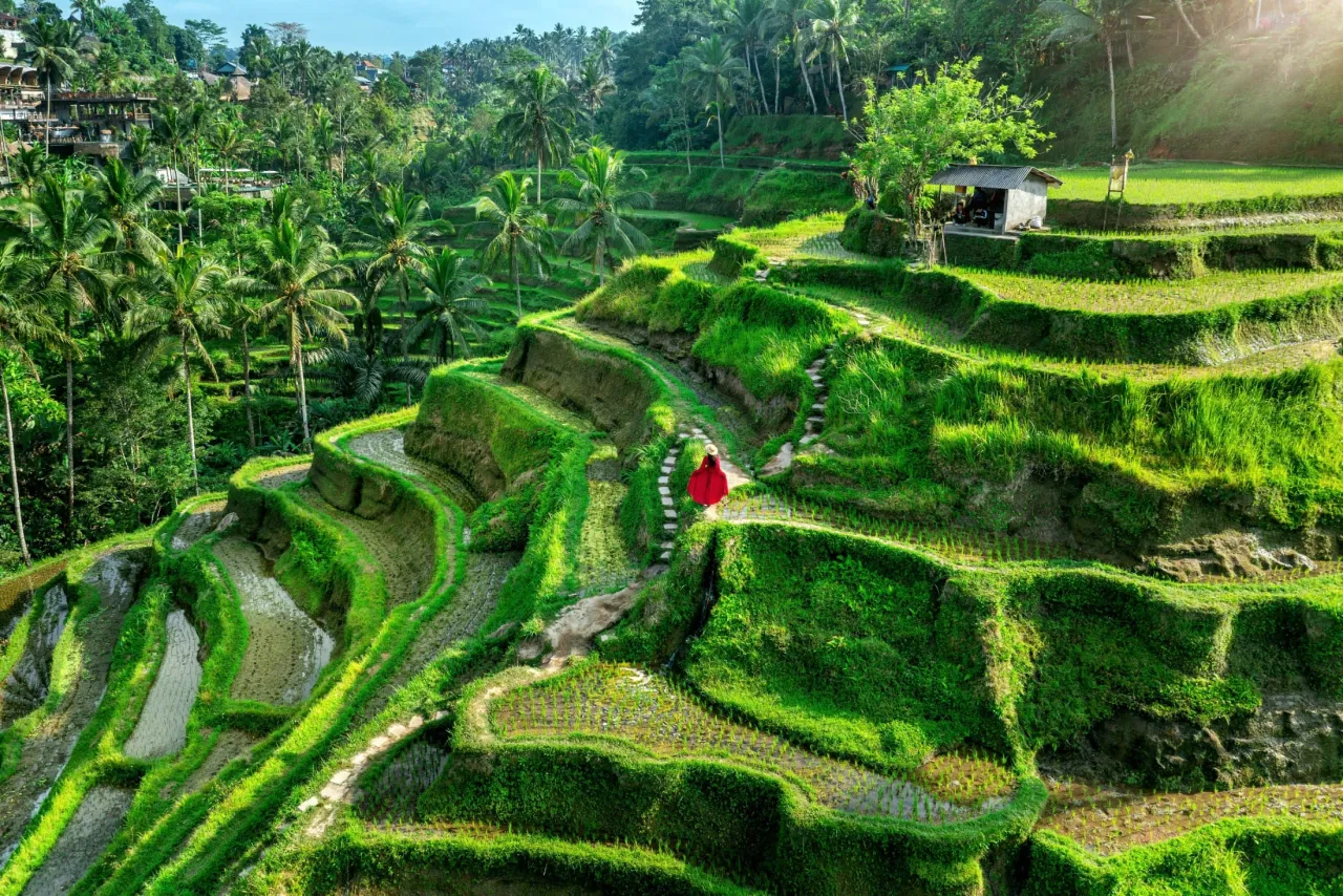 Tarasy ryżowe Bali Tegallalang