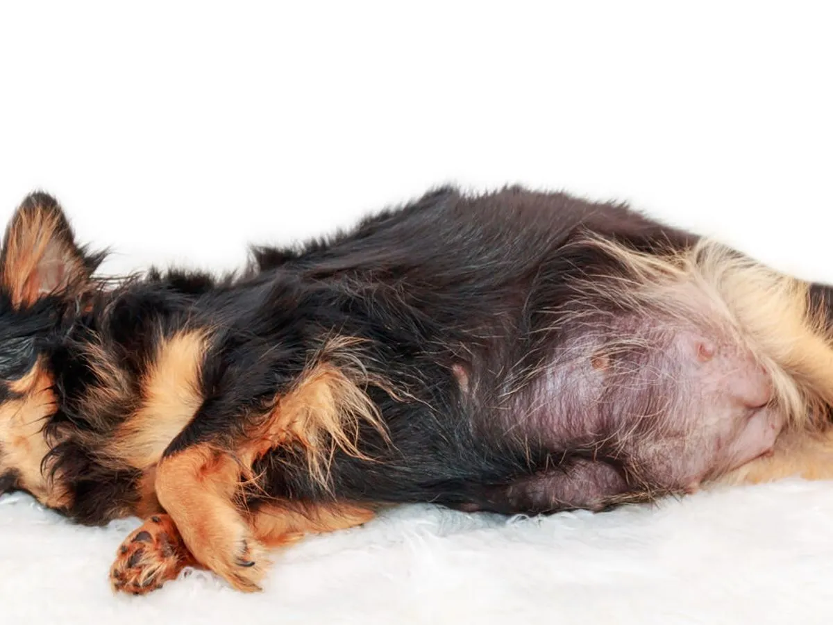 Suka z ciążą urojoną objawy