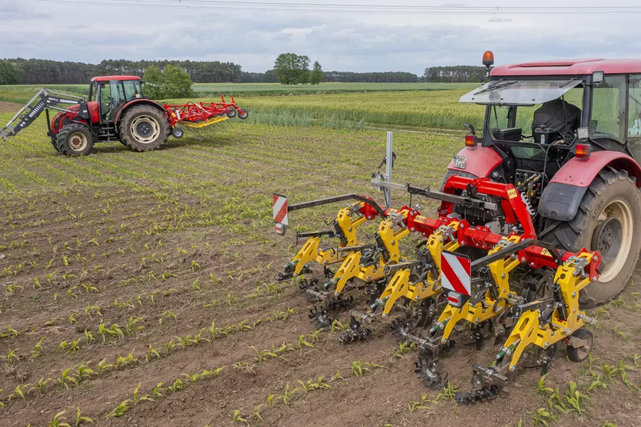 Pielenie rumianu polnego