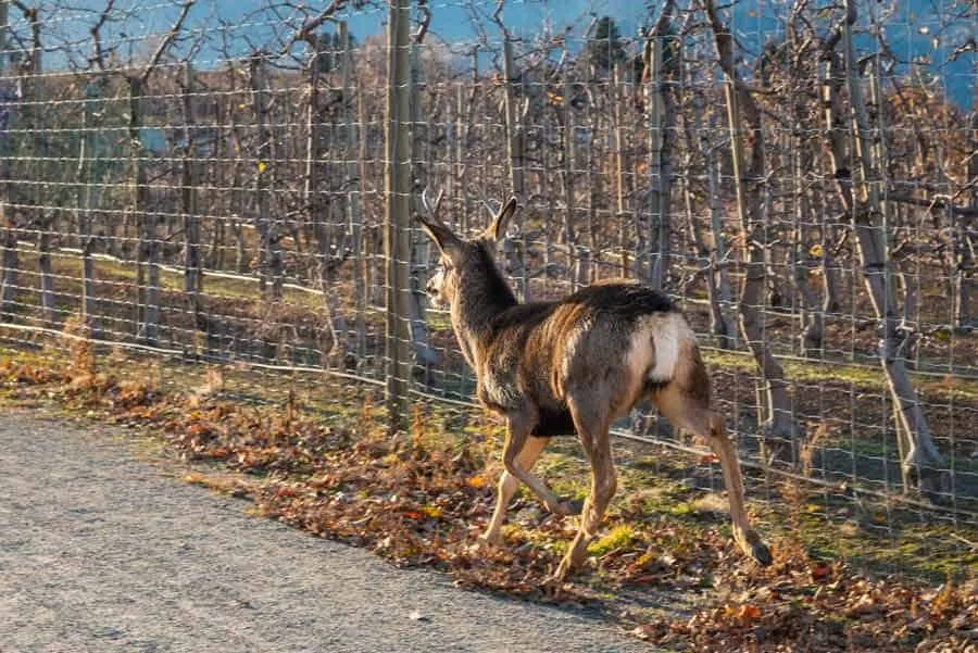 ogrodzenie przed sarnami wysokość porównanie