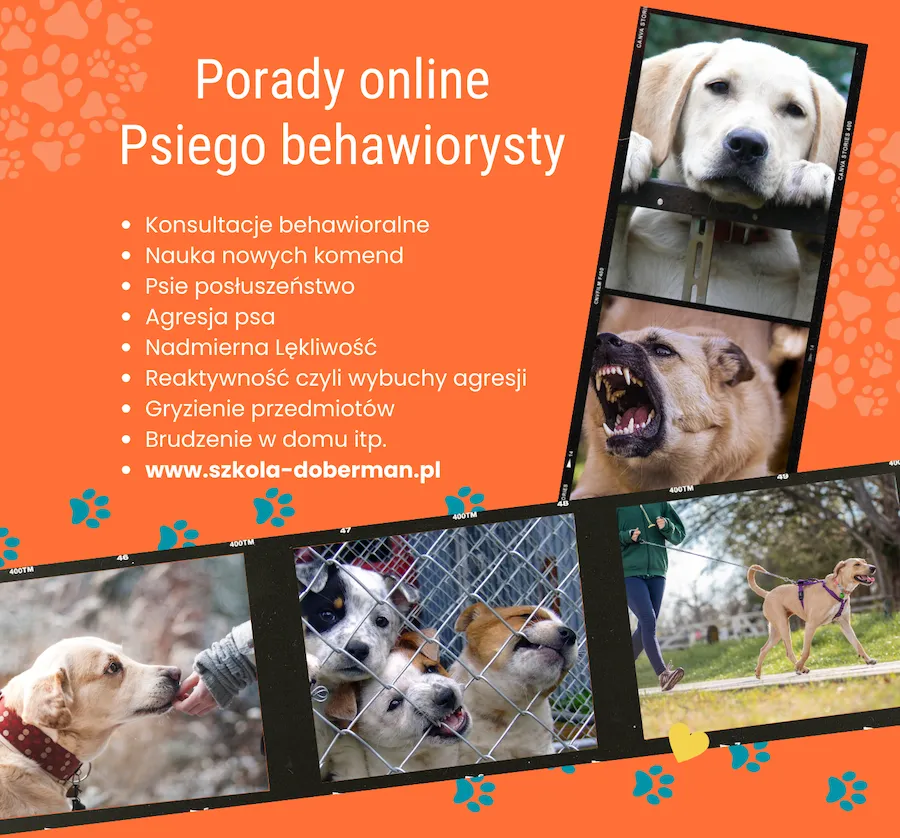 behawiorysta pies konsultacja