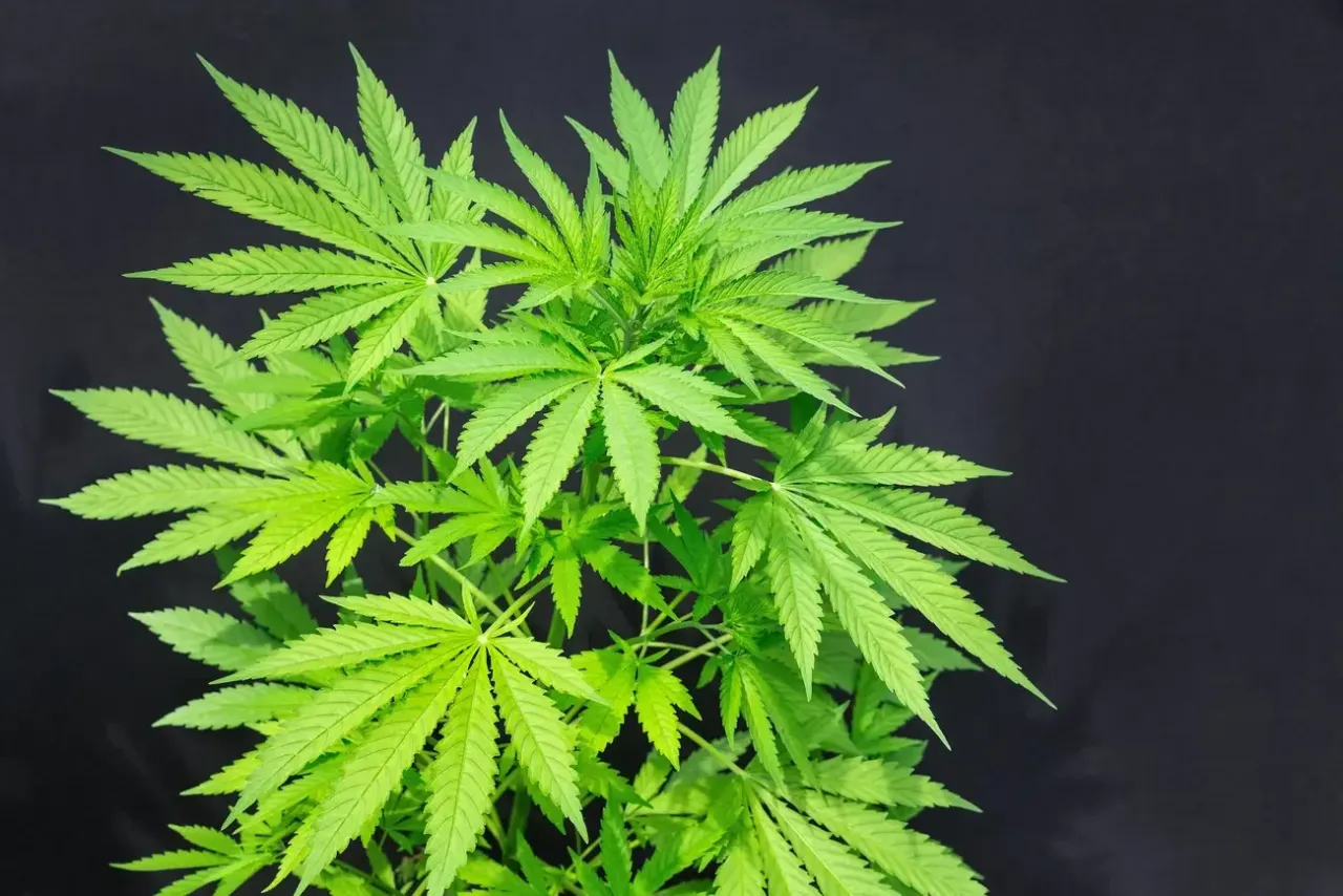 sklepy z nasionami marihuany legalność