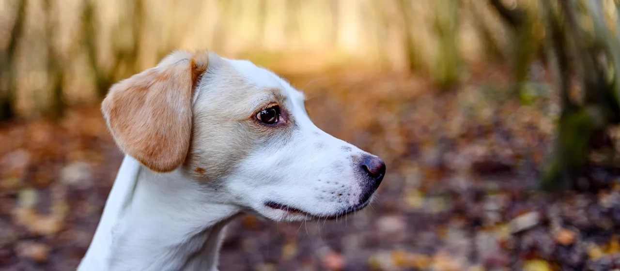 Zaniepokojony właściciel psa z weterynarzem