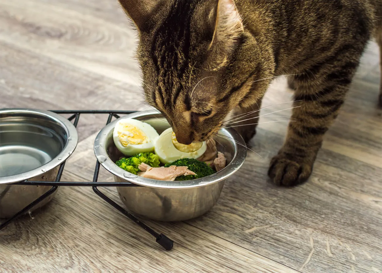 posiekane jajko na twardo w misce dla kota