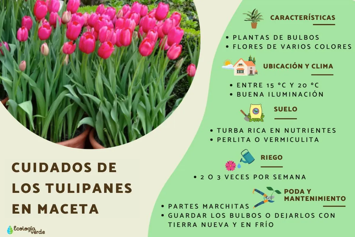 Zdjęcie Cómo plantar tulipán en maceta: evita errores comunes y logra éxito