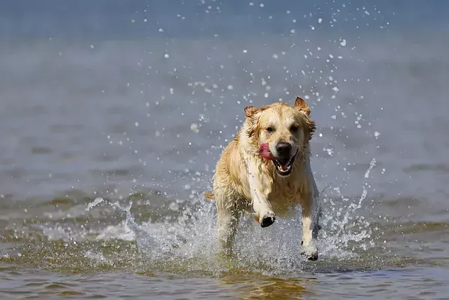 Zdjęcie Ile ruchu potrzebuje golden retriever, aby uniknąć problemów zdrowotnych?