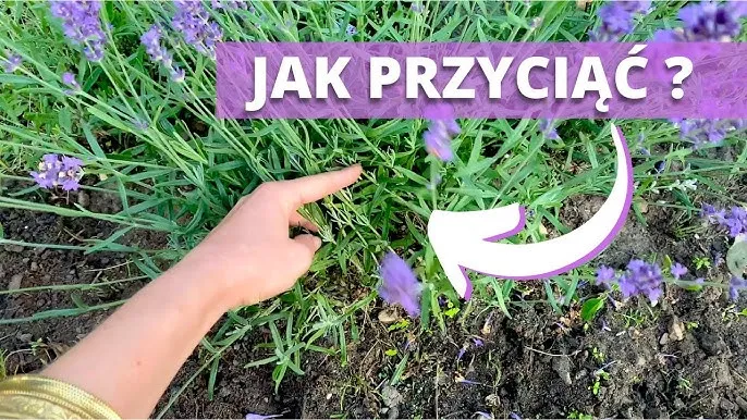 Zdjęcie Jak przycinać lawendę? Sekret bujnego kwitnienia i pięknego pokroju