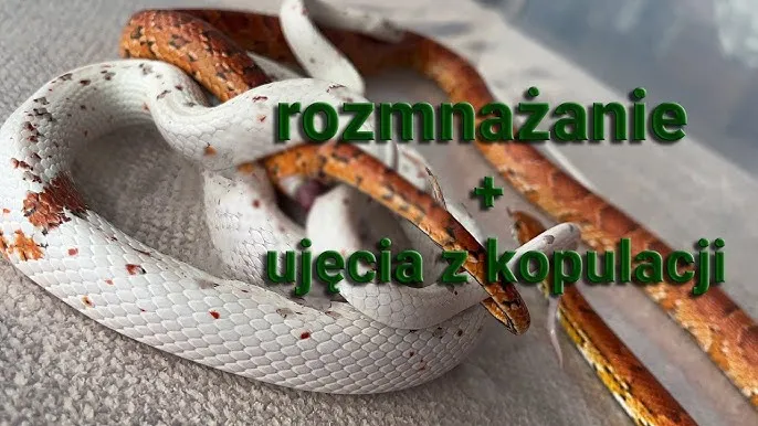 Zdjęcie Jak rozmnażają się węże? Poznaj zaskakujące procesy i tajemnice