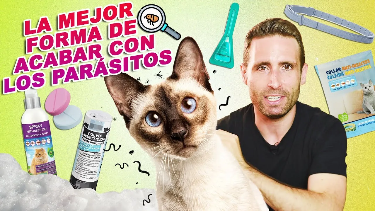 Zdjęcie Los mejores desparasitadores para gatos: evita parásitos y enfermedades