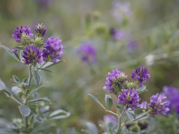Zdjęcie Jaki nawóz pod lucernę, aby uniknąć problemów z uprawą?