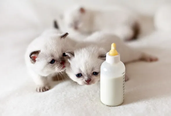 Zdjęcie Czym karmić kotkę po porodzie, aby zapewnić jej zdrowie i mleko?