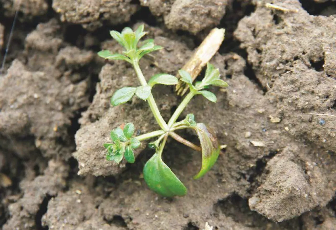 Zdjęcie Chwast z rzepami: Jak zwalczyć łopian i przytulię?