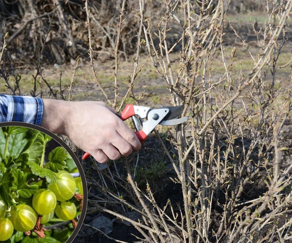 Zdjęcie Przycinanie agrestu na pniu: Kiedy i jak? Zbiory gwarantowane!