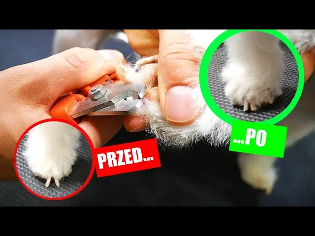 Zdjęcie Jak obciąć paznokcie śwince morskiej bez stresu i bólu?