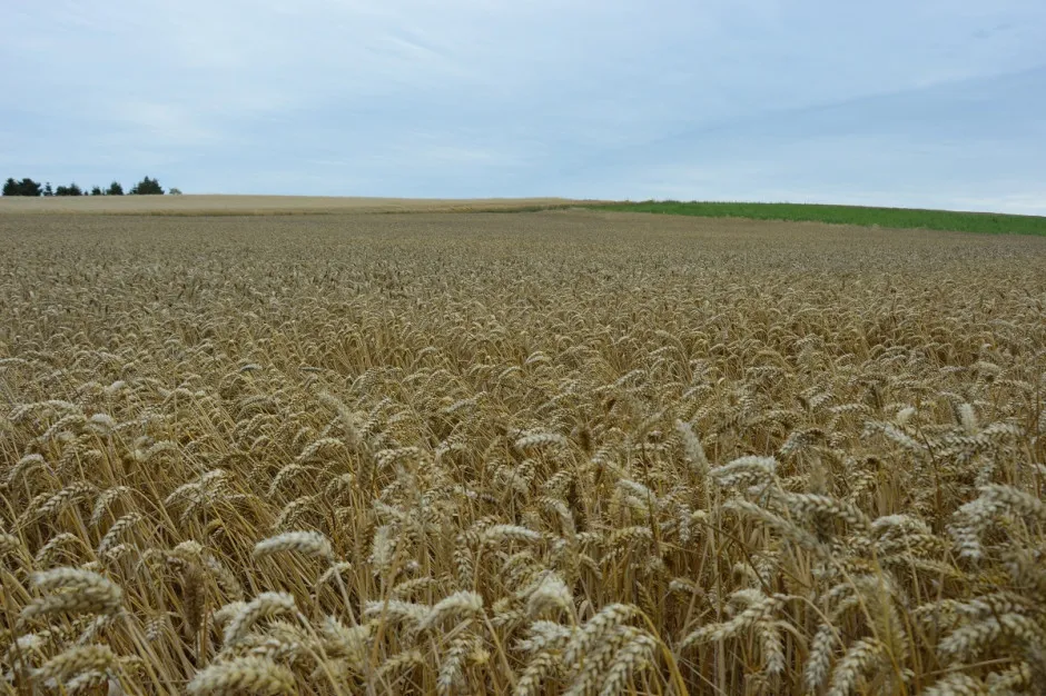 Zdjęcie Aktualne ceny zboża w skupie – ile kosztuje tona i jak nie stracić na sprzedaży