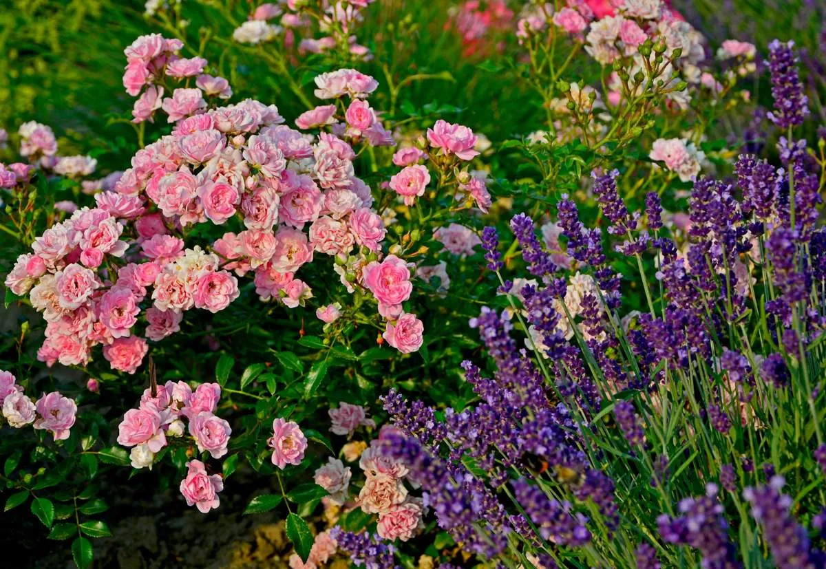 Zdjęcie Jakie rośliny sadzić obok r&oacute;ż? Stw&oacute;rz piękną i zdrową rabatę