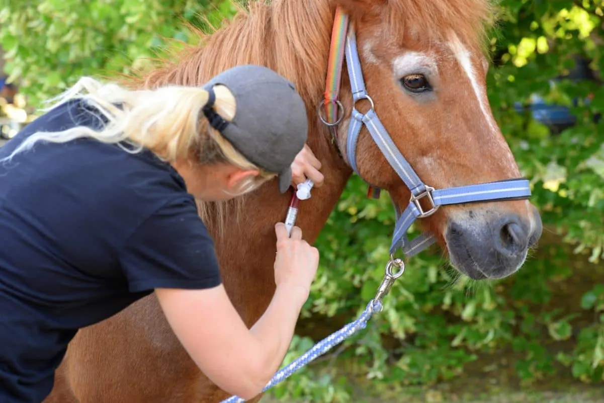 Zdjęcie Kosten Blutuntersuchung Pferd: Was Sie wirklich bezahlen müssen