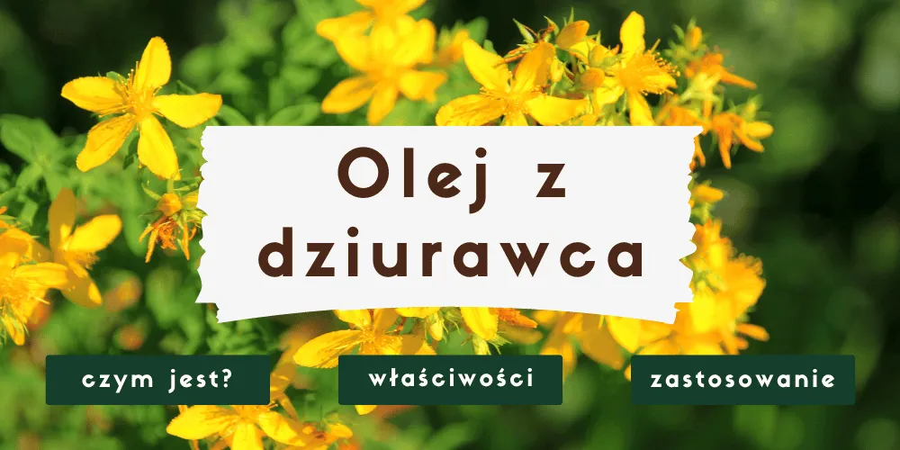 Zdjęcie Olejek z dziurawca na co? Poznaj skuteczne zastosowania i korzyści