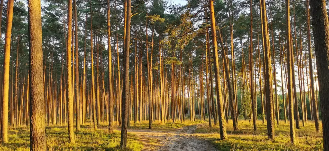 Zdjęcie Luksusowe domki nad jeziorem Bory Tucholskie – idealny wypoczynek w naturze