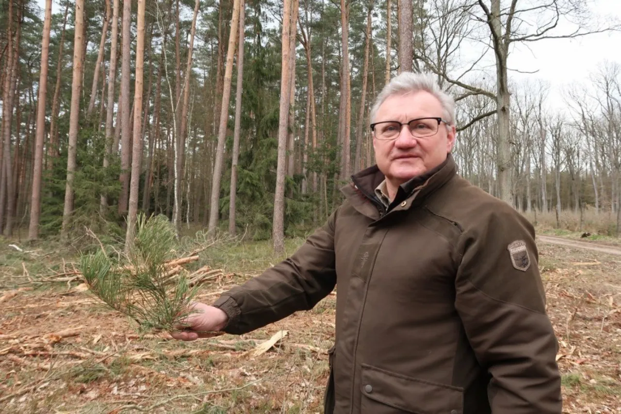Zdjęcie Obszar na którym wycięto drzewa w lesie – skutki i kontrowersje