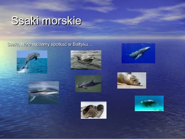 Zdjęcie Co żyje w Morzu Bałtyckim? Odkryj zagrożenia dla ekosystemu