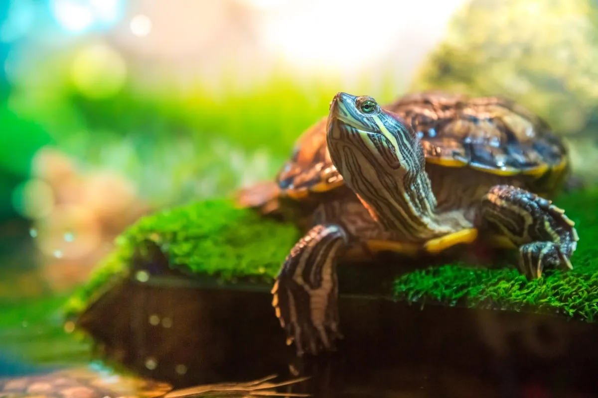Zdjęcie Jak się pisze żółw? Odkryj poprawną pisownię i użycie słowa