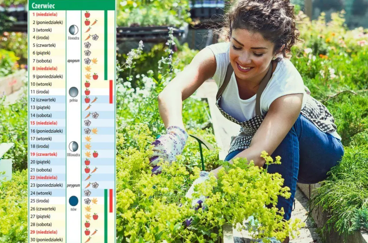 Kalendarz sadzenia pora w Polsce