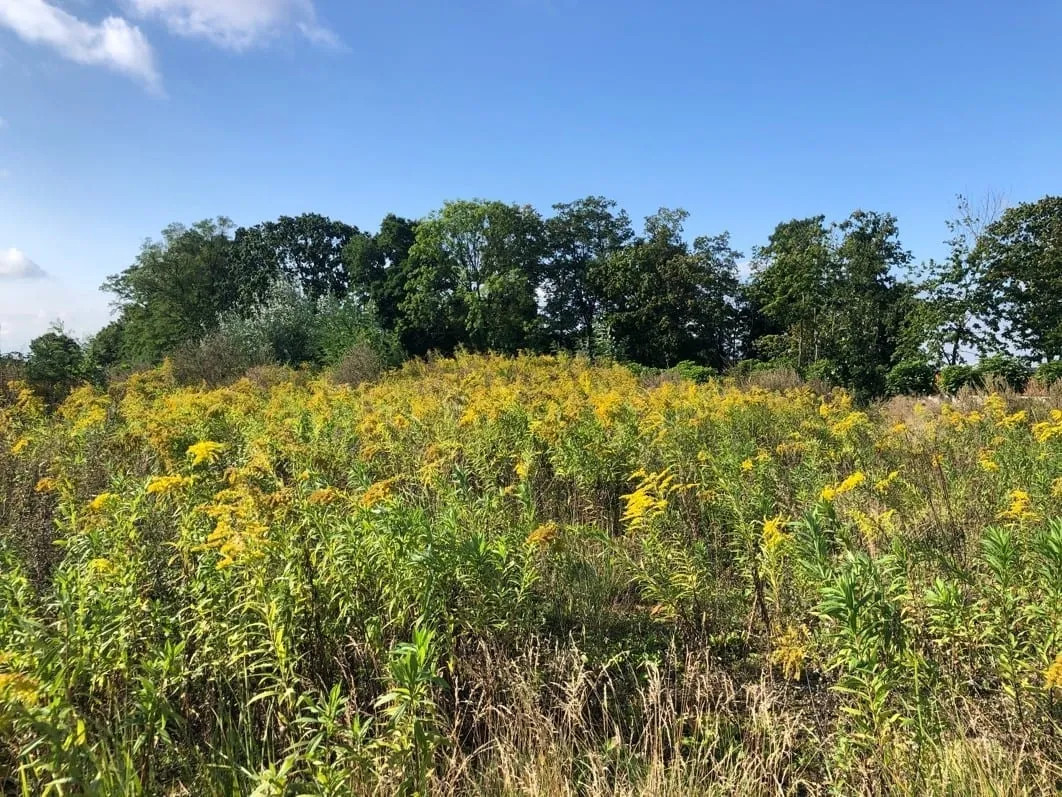 żółte chwasty polne i ogrodowe porównanie