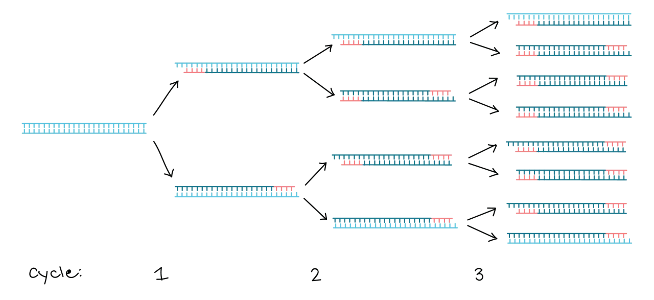 schemat działania reakcji łańcuchowej polimerazy PCR