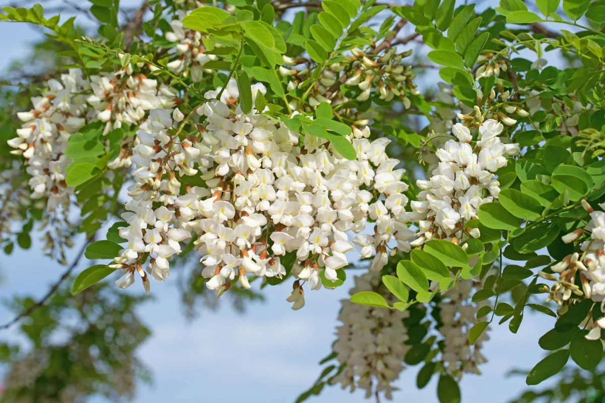 kwitnące drzewa maj Polska
