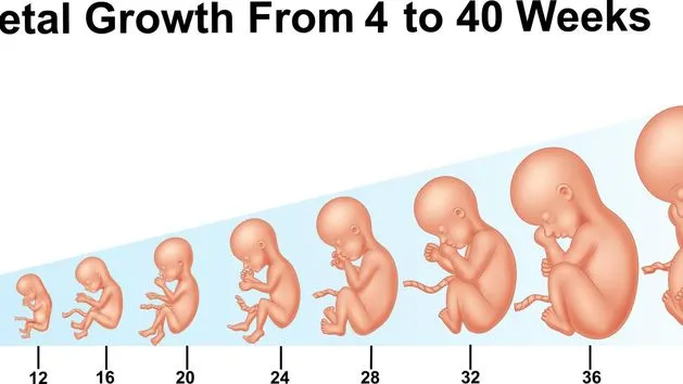 dziecko w 27 tygodniu ciąży rozmiar por&oacute;wnanie