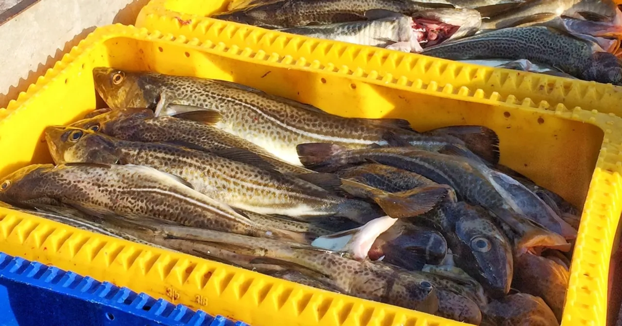 świeża ryba bałtycka Wicie