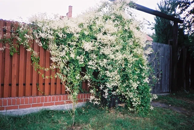 pnącza na płocie panelowym