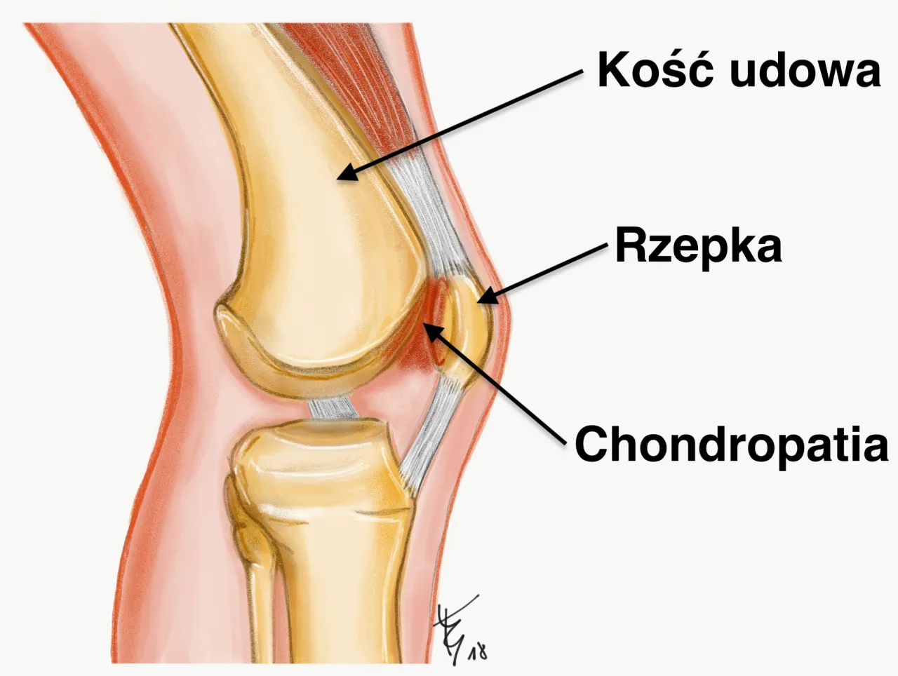 anatomia kolana rzepka