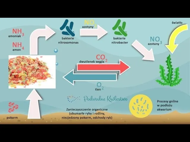 schemat cyklu azotowego w akwarium
