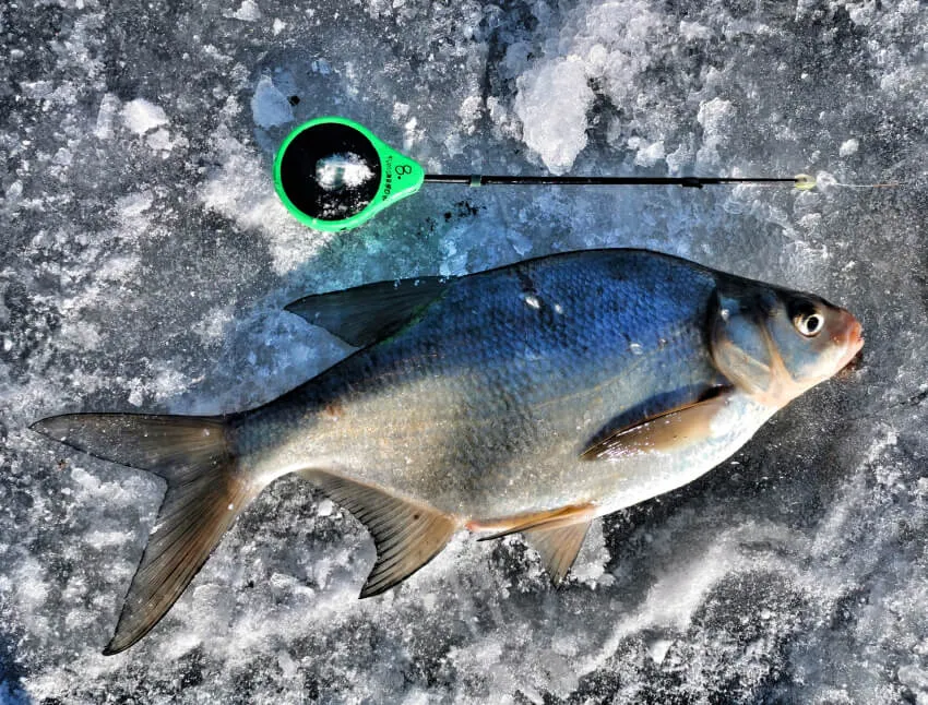 Wędkarstwo Jezioro Duże Żnińskie