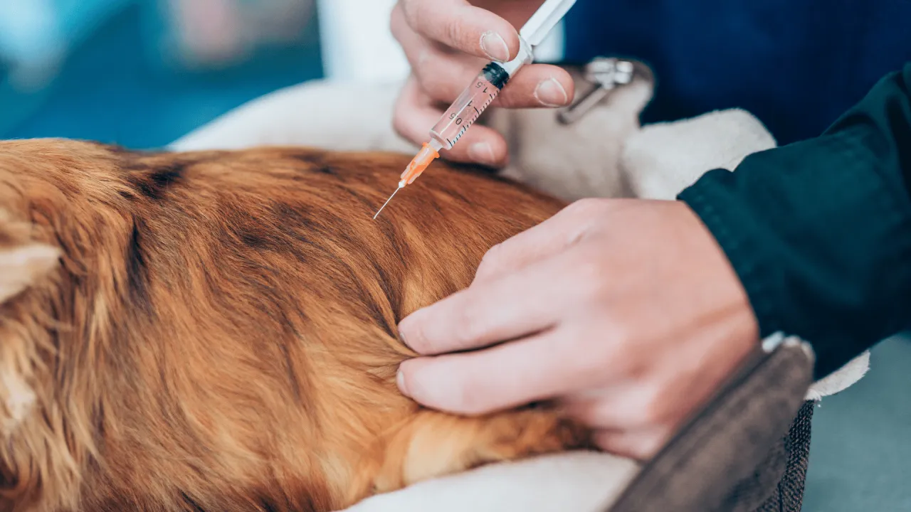 Weterynarz podaje zastrzyk, pokazując, jak działa uśpienie psa.
