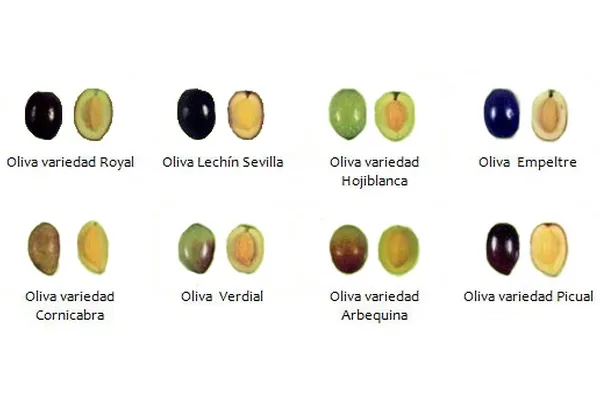 różne odmiany oliwek i ich owoce