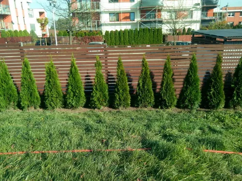 tuja żywopłot etapy wzrostu