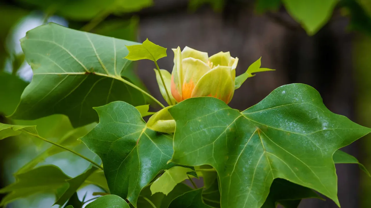 młody tulipanowiec pierwsze kwitnienie