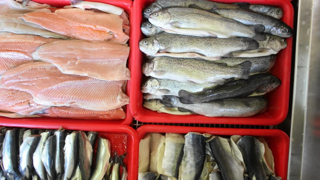 Różne rodzaje ryb na ladzie w sklepie rybnym