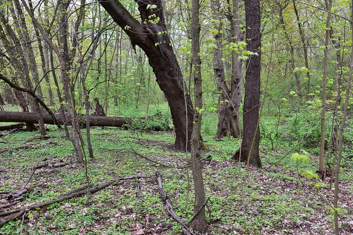 Rezerwat Morysin łęg wiązowo-jesionowy