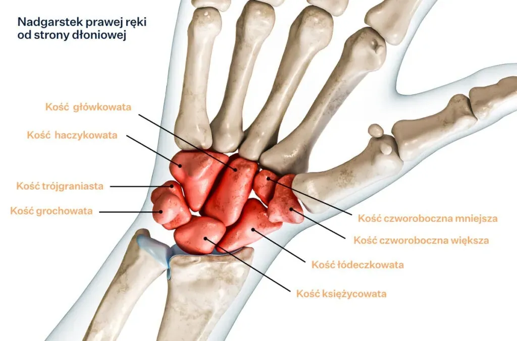 Anatomia nadgarstka więzadła stawowe