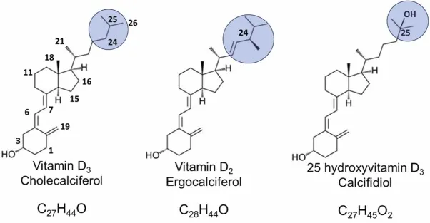 Vitamin D3 und D2 Vergleich