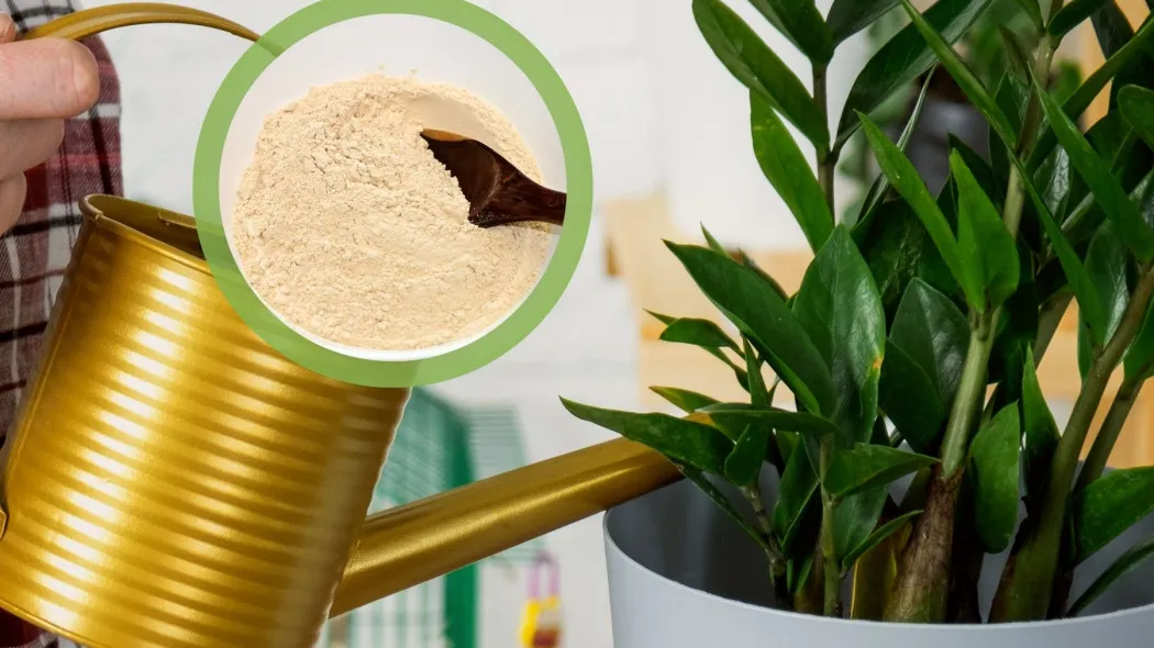 proszek do pieczenia rośliny grzyby