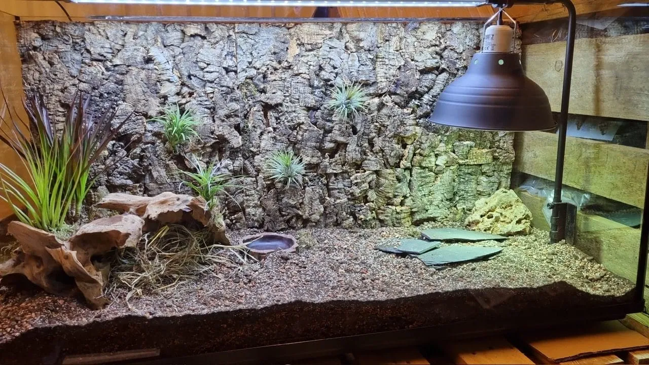 Terrarium dla żółwia lądowego otwarte z żółwiem